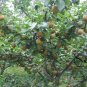 Pyrus Calleryana, Callery Pear Seed 500 PCS, Bradford Pear Tang Li