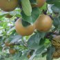 Pyrus Calleryana, Callery Pear Seed 500 PCS, Bradford Pear Tang Li