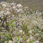 Prunus Salicina, Chinese Plum Seed 100 PCS, Prunus Triflora Lizi