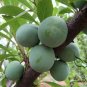 Prunus Salicina, Chinese Plum Seed 100 PCS, Prunus Triflora Lizi