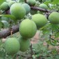 Prunus Salicina, Chinese Plum Seed 100 PCS, Prunus Triflora Lizi