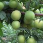 Prunus Salicina, Chinese Plum Seed 100 PCS, Prunus Triflora Lizi