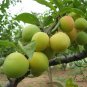 Prunus Salicina, Chinese Plum Seed 100 PCS, Prunus Triflora Lizi