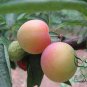 Prunus Salicina, Chinese Plum Seed 100 PCS, Prunus Triflora Lizi