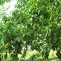 Prunus Persica, Nectarine Peach Seed 50 PCS, Mao Tao
