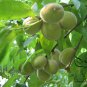 Prunus Persica, Nectarine Peach Seed 50 PCS, Mao Tao