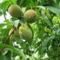 Prunus Persica, Nectarine Peach Seed 50 PCS, Mao Tao