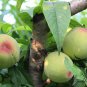 Prunus Persica, Nectarine Peach Seed 50 PCS, Mao Tao