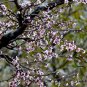 Prunus Davidiana, Chinese Wild Peach Seed 50 PCS, David's Peach Shan Tao