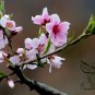 Prunus Davidiana, Chinese Wild Peach Seed 50 PCS, David's Peach Shan Tao