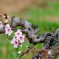 Prunus Davidiana, Chinese Wild Peach Seed 50 PCS, David's Peach Shan Tao