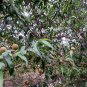 Prunus Davidiana, Chinese Wild Peach Seed 50 PCS, David's Peach Shan Tao