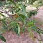 Prunus Davidiana, Chinese Wild Peach Seed 50 PCS, David's Peach Shan Tao