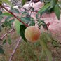 Prunus Davidiana, Chinese Wild Peach Seed 50 PCS, David's Peach Shan Tao