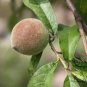 Prunus Davidiana, Chinese Wild Peach Seed 50 PCS, David's Peach Shan Tao