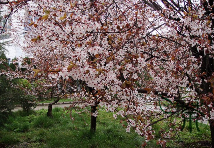 Prunus Cerasifera, Cherry Plum Seed 100 PCS, Myrobalan Plum Zi Ye Li
