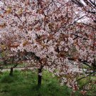 Prunus Cerasifera, Cherry Plum Seed 100 PCS, Myrobalan Plum Zi Ye Li