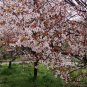 Prunus Cerasifera, Cherry Plum Seed 100 PCS, Myrobalan Plum Zi Ye Li