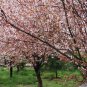 Prunus Cerasifera, Cherry Plum Seed 100 PCS, Myrobalan Plum Zi Ye Li