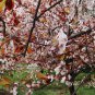 Prunus Cerasifera, Cherry Plum Seed 100 PCS, Myrobalan Plum Zi Ye Li