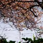 Prunus Cerasifera, Cherry Plum Seed 100 PCS, Myrobalan Plum Zi Ye Li