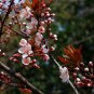 Prunus Cerasifera, Cherry Plum Seed 100 PCS, Myrobalan Plum Zi Ye Li