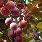 Prunus Cerasifera, Cherry Plum Seed 100 PCS, Myrobalan Plum Zi Ye Li