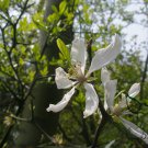Poncirus Trifoliata, Trifoliate Orange Seed 500 PCS, Citrus Trifoliata Gou Ju