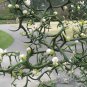 Poncirus Trifoliata, Trifoliate Orange Seed 500 PCS, Citrus Trifoliata Gou Ju