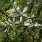 Poncirus Trifoliata, Trifoliate Orange Seed 500 PCS, Citrus Trifoliata Gou Ju