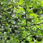 Poncirus Trifoliata, Trifoliate Orange Seed 500 PCS, Citrus Trifoliata Gou Ju