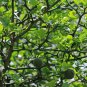 Poncirus Trifoliata, Trifoliate Orange Seed 500 PCS, Citrus Trifoliata Gou Ju