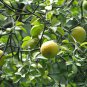 Poncirus Trifoliata, Trifoliate Orange Seed 500 PCS, Citrus Trifoliata Gou Ju
