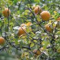 Poncirus Trifoliata, Trifoliate Orange Seed 500 PCS, Citrus Trifoliata Gou Ju