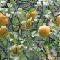 Poncirus Trifoliata, Trifoliate Orange Seed 500 PCS, Citrus Trifoliata Gou Ju