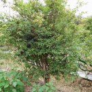 Plinia Cauliflora, Jabuticaba Jaboticaba Seed 300 PCS, Jia Bao Guo