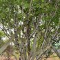 Plinia Cauliflora, Jabuticaba Jaboticaba Seed 300 PCS, Jia Bao Guo