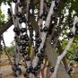Plinia Cauliflora, Jabuticaba Jaboticaba Seed 300 PCS, Jia Bao Guo