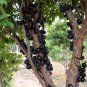 Plinia Cauliflora, Jabuticaba Jaboticaba Seed 300 PCS, Jia Bao Guo