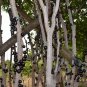 Plinia Cauliflora, Jabuticaba Jaboticaba Seed 300 PCS, Jia Bao Guo