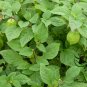Physalis Alkekengi, Chinese Lantern Seed 2000 PCS, Winter Cherry Jin Denglong