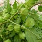 Physalis Alkekengi, Chinese Lantern Seed 2000 PCS, Winter Cherry Jin Denglong