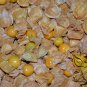 Physalis Alkekengi, Chinese Lantern Seed 2000 PCS, Winter Cherry Jin Denglong