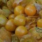 Physalis Alkekengi, Chinese Lantern Seed 2000 PCS, Winter Cherry Jin Denglong
