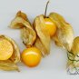 Physalis Alkekengi, Chinese Lantern Seed 2000 PCS, Winter Cherry Jin Denglong