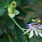 Passiflora Caerulea, Blue Passionflower Seed 1000 PCS, Xi Fan Lian