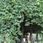 Passiflora Caerulea, Blue Passionflower Seed 1000 PCS, Xi Fan Lian