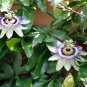 Passiflora Caerulea, Blue Passionflower Seed 1000 PCS, Xi Fan Lian