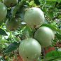 Passiflora Caerulea, Blue Passionflower Seed 1000 PCS, Xi Fan Lian