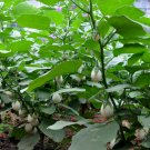 Ornamental Eggplant, Solanum Melongena Seed 2000 PCS, Guangshang Qie